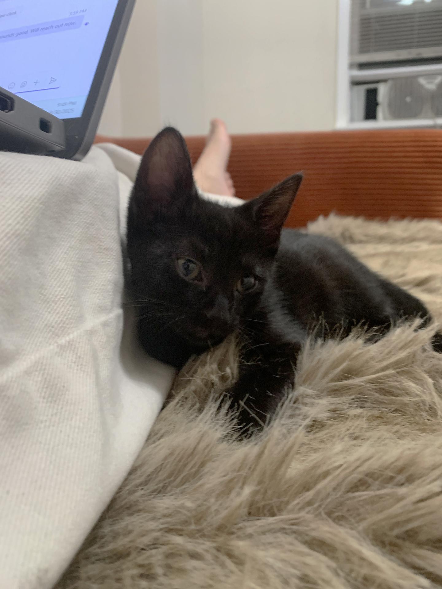 Enlarge Mochi Walton, an adopted Domestic Short Hair in Philadelphia, PA image 6/6
