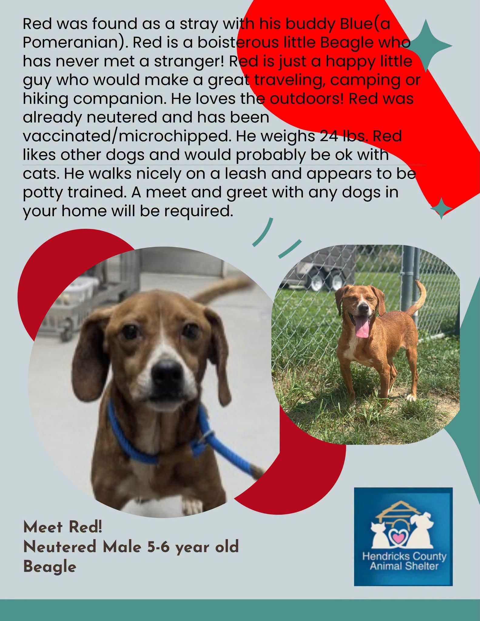Red, Adoptable, Adult Male Beagle & Mixed Breed.