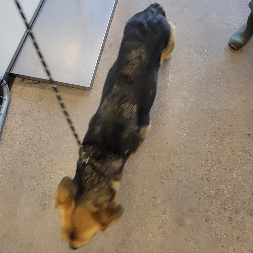 Enlarge Casey, a Adoptable Mixed Breed in Las Cruces, NM image 1/5