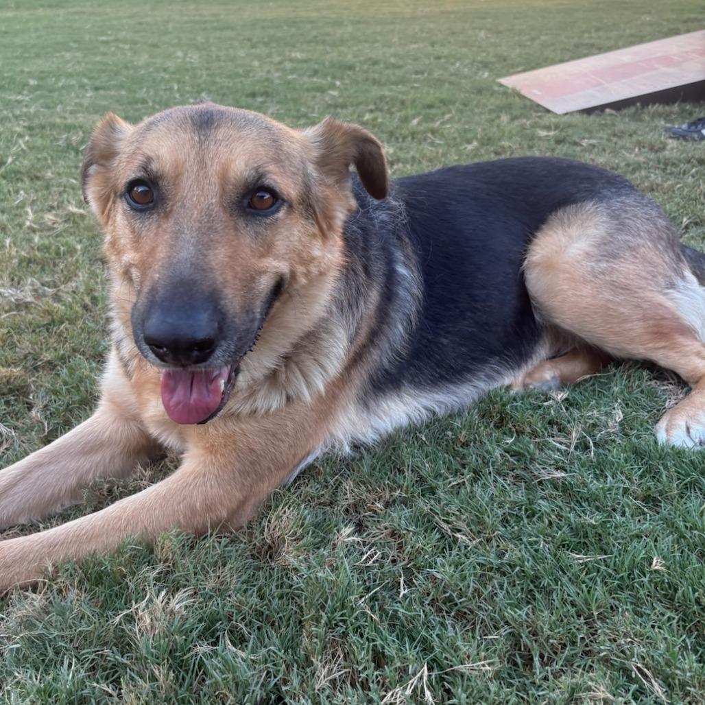Enlarge Casey, a Adoptable Mixed Breed in Las Cruces, NM image 2/5