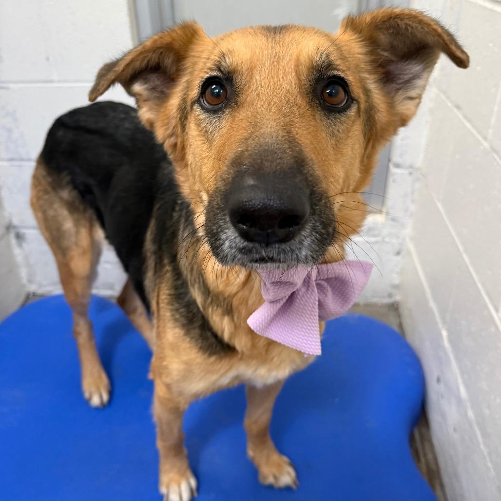 Enlarge Casey, a Adoptable Mixed Breed in Las Cruces, NM image 3/5