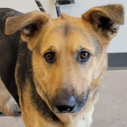 Enlarge Casey, a Adoptable Mixed Breed in Las Cruces, NM image 4/5