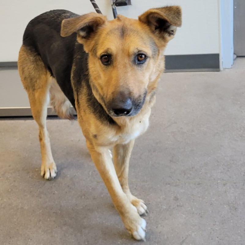 Enlarge Casey, a Adoptable Mixed Breed in Las Cruces, NM image 5/5