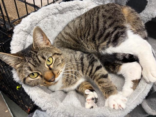 Enlarge Bedbug, a ADOPTABLE Domestic Short Hair in Rehoboth, MA image 1/3