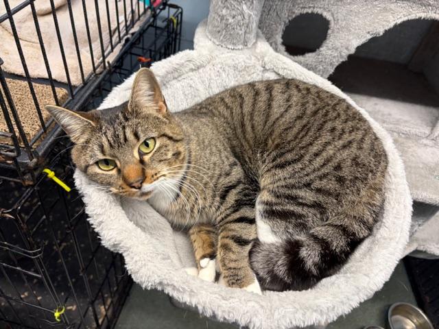 Enlarge Bedbug, a ADOPTABLE Domestic Short Hair in Rehoboth, MA image 3/3