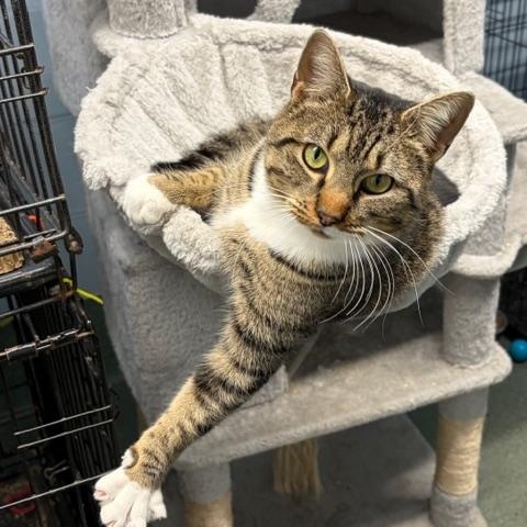 Enlarge Bedbug, a ADOPTABLE Domestic Short Hair in Rehoboth, MA image 2/3