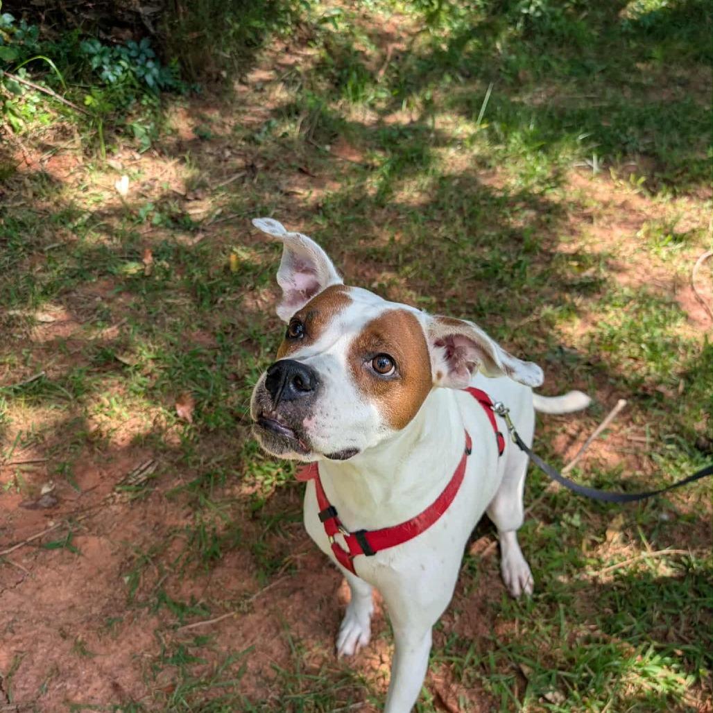 Sassy, Adoptable, Adult Female Boxer & Pointer.