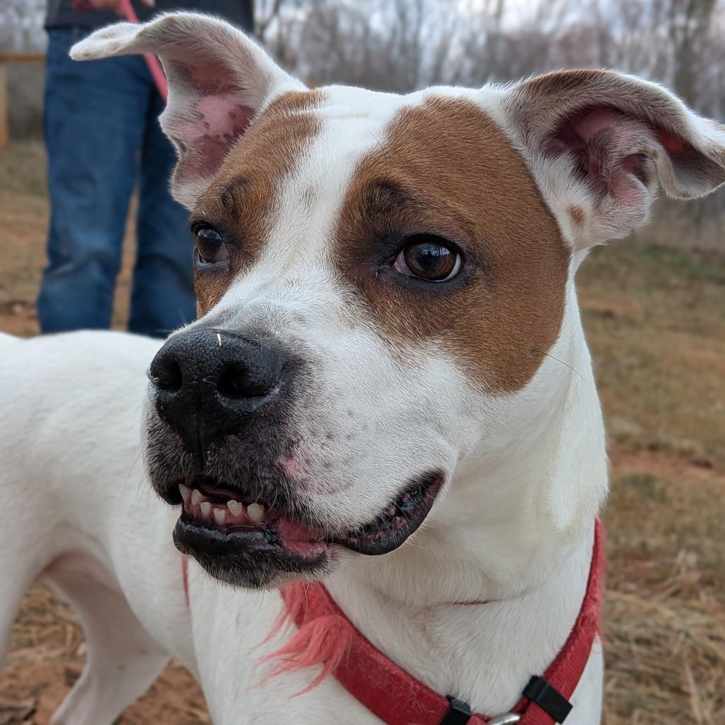 Enlarge Sassy, a Adoptable mixed breed in Lenoir, NC image 1/6
