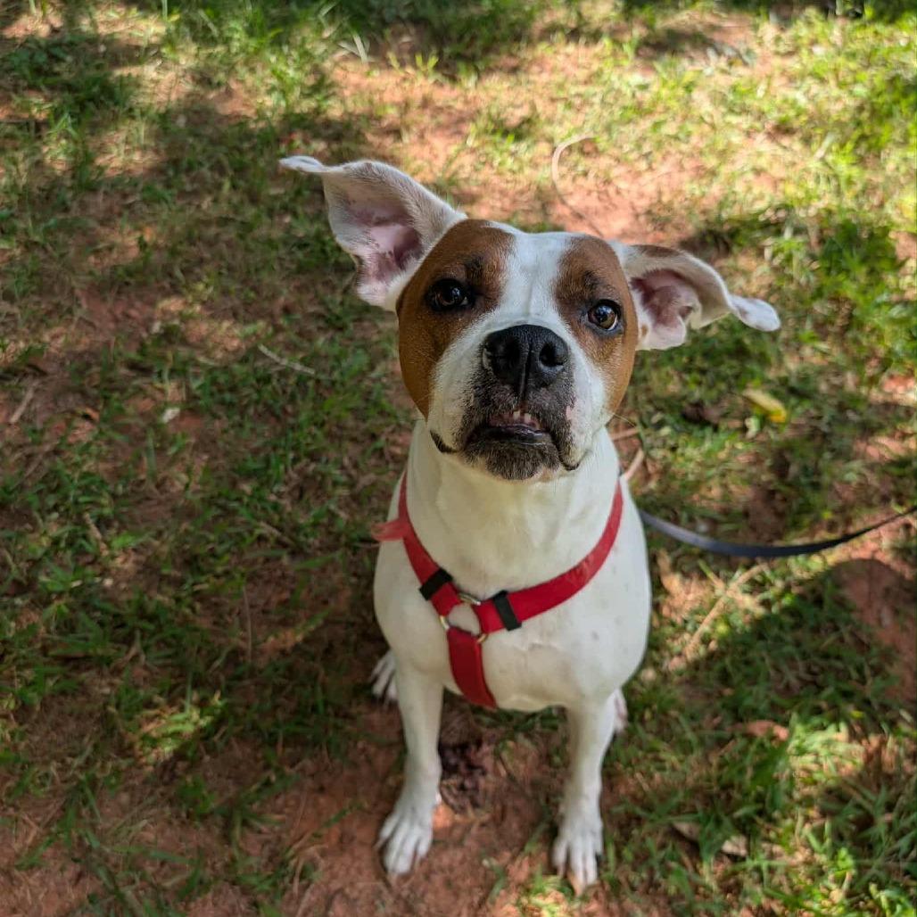 Sassy, Adoptable, Adult Female Boxer & Pointer.