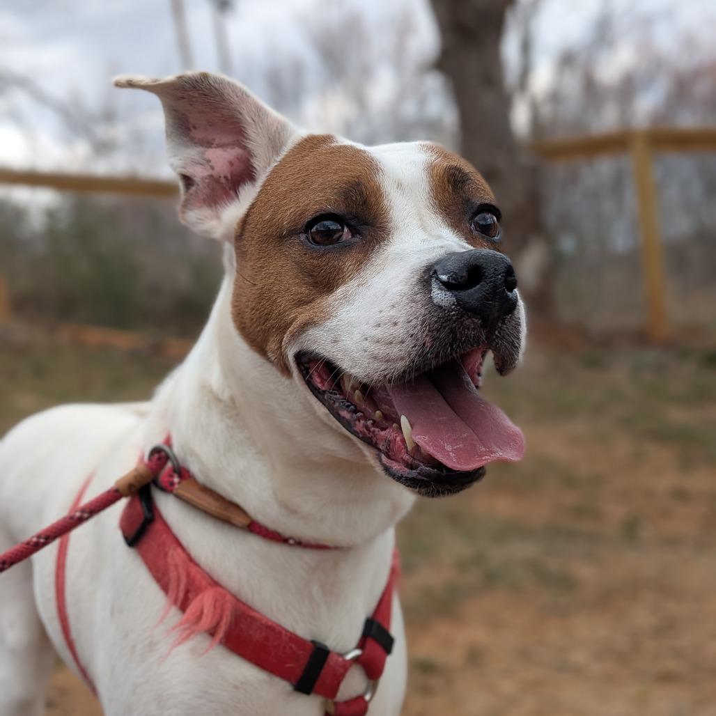 Enlarge Sassy, a Adoptable mixed breed in Lenoir, NC image 3/6