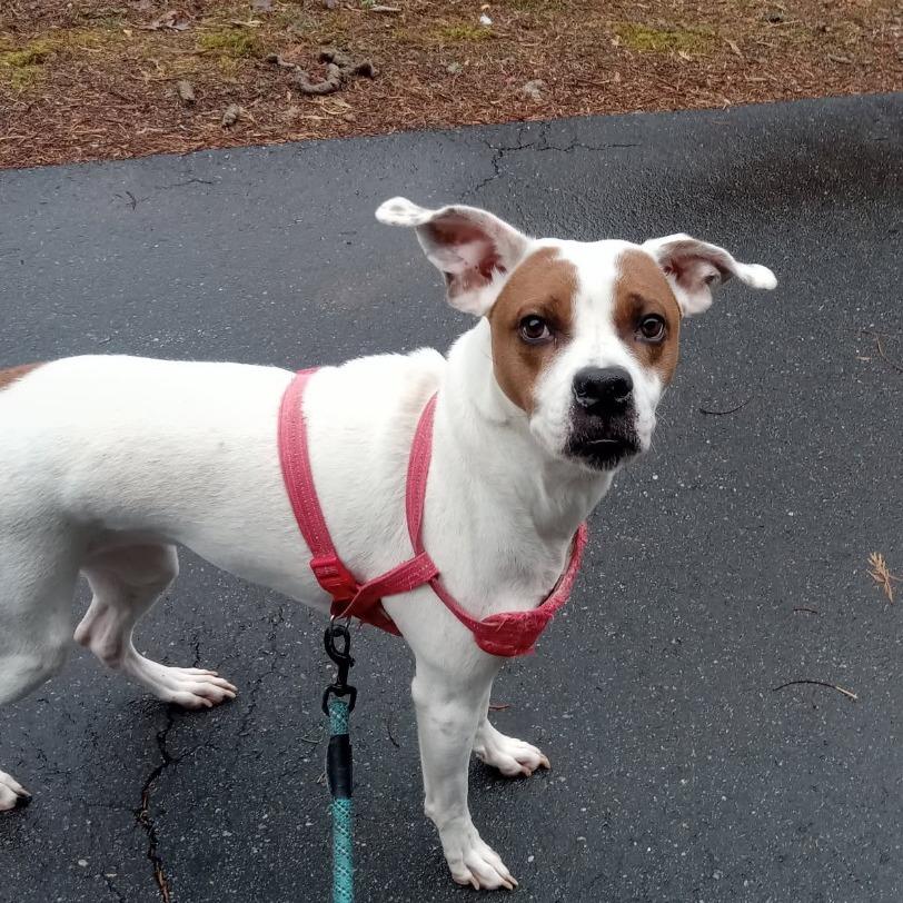 Enlarge Sassy, a Adoptable mixed breed in Lenoir, NC image 3/4