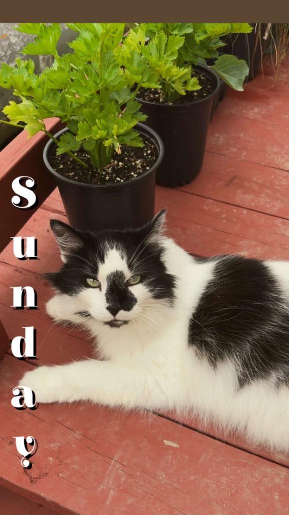 Veni, Adoptable, Senior Male Domestic Long Hair.