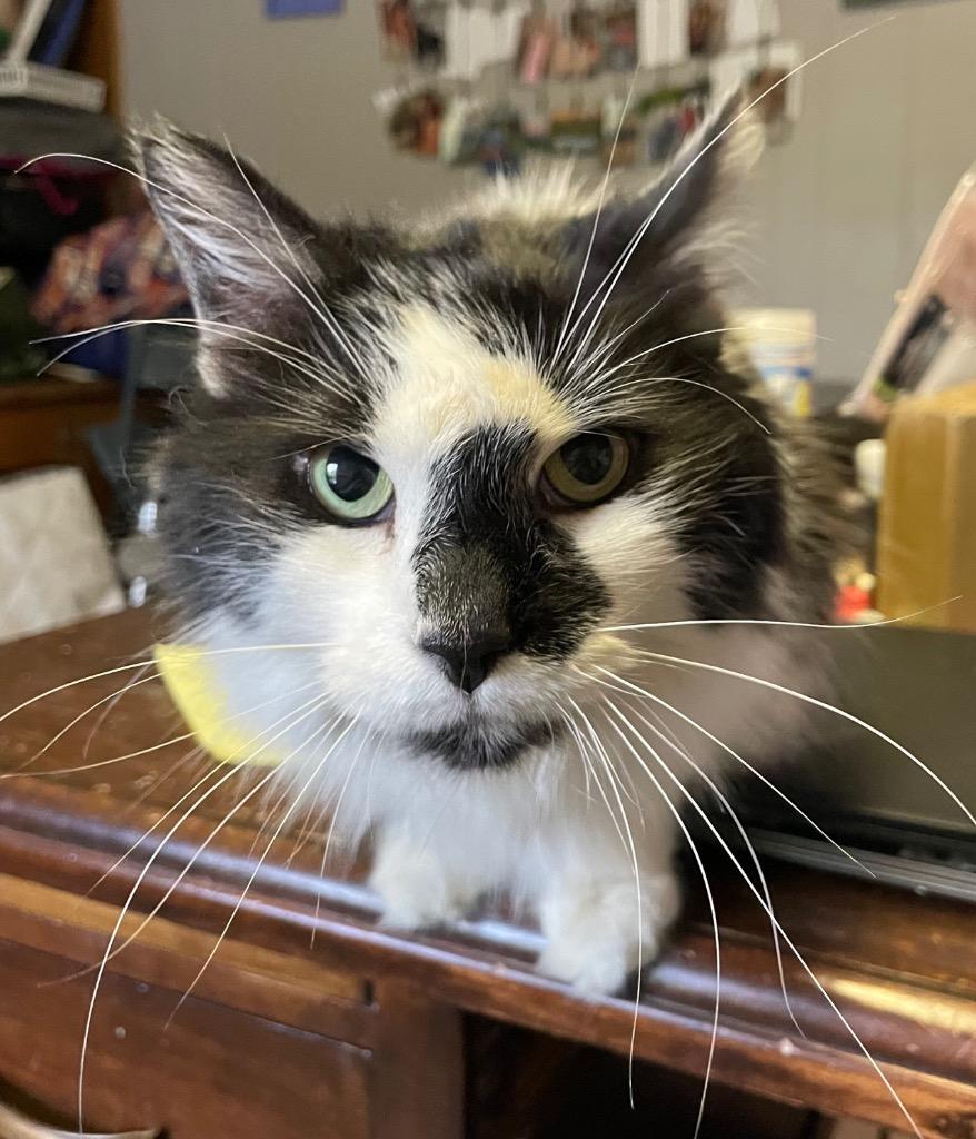 Enlarge Veni, a Adoptable mixed breed in Portland, IN image 3/5
