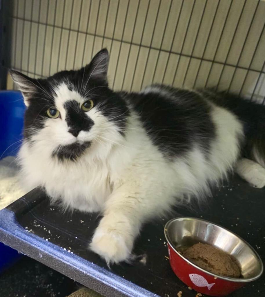 Enlarge Veni, a Adoptable mixed breed in Portland, IN image 4/5