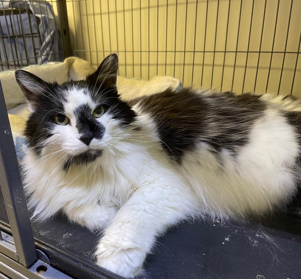 Enlarge Veni, a Adoptable mixed breed in Portland, IN image 5/5