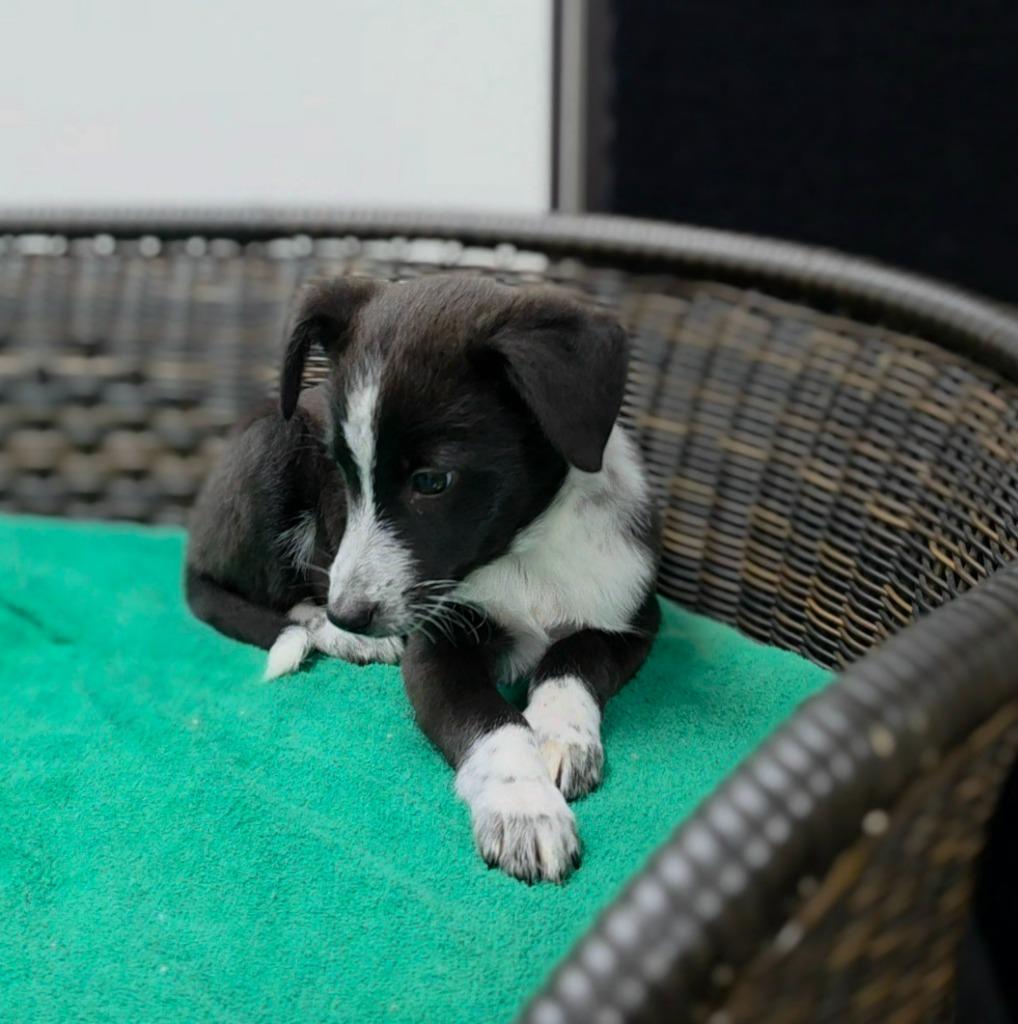 Pugsley, Adopted, Puppy Male Border Collie & Cattle Dog.