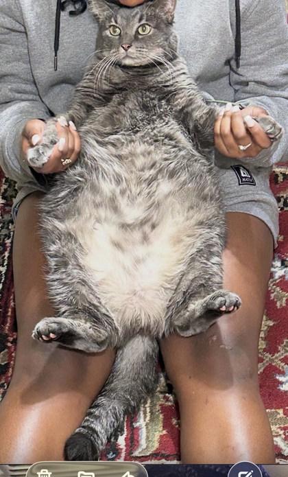 Enlarge Smoke, a Adoptable mixed breed in Madison, WI image 1/3