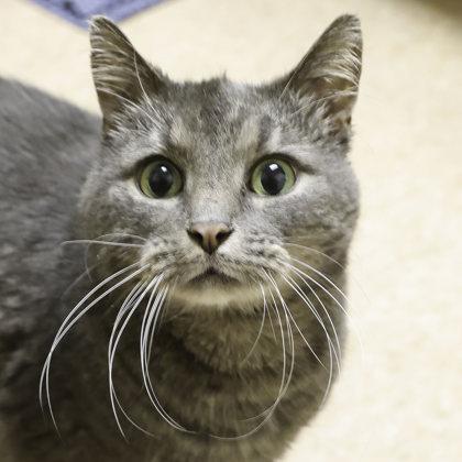 Enlarge Smoke, a Adoptable mixed breed in Madison, WI image 2/3