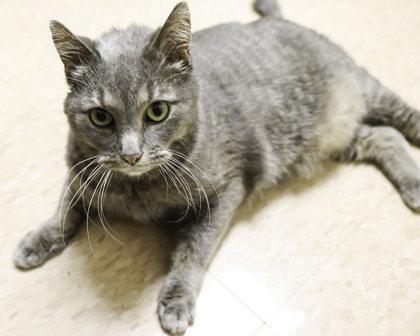 Enlarge Smoke, a Adoptable mixed breed in Madison, WI image 3/3