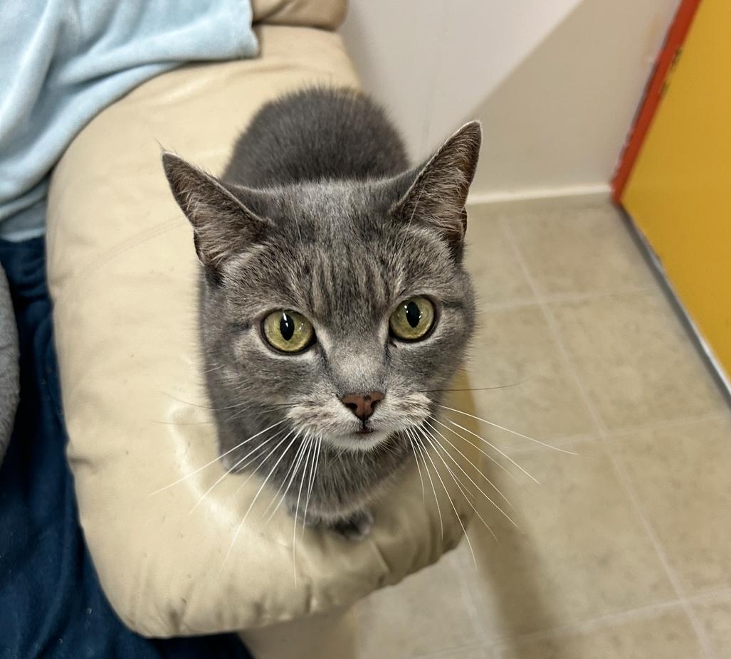 Lovebird, a Adoptable Manx in Maple Ridge, BC image 4/4