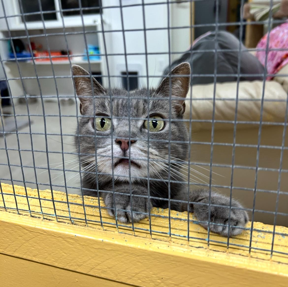 Lovebird, a Adoptable Manx in Maple Ridge, BC image 2/4