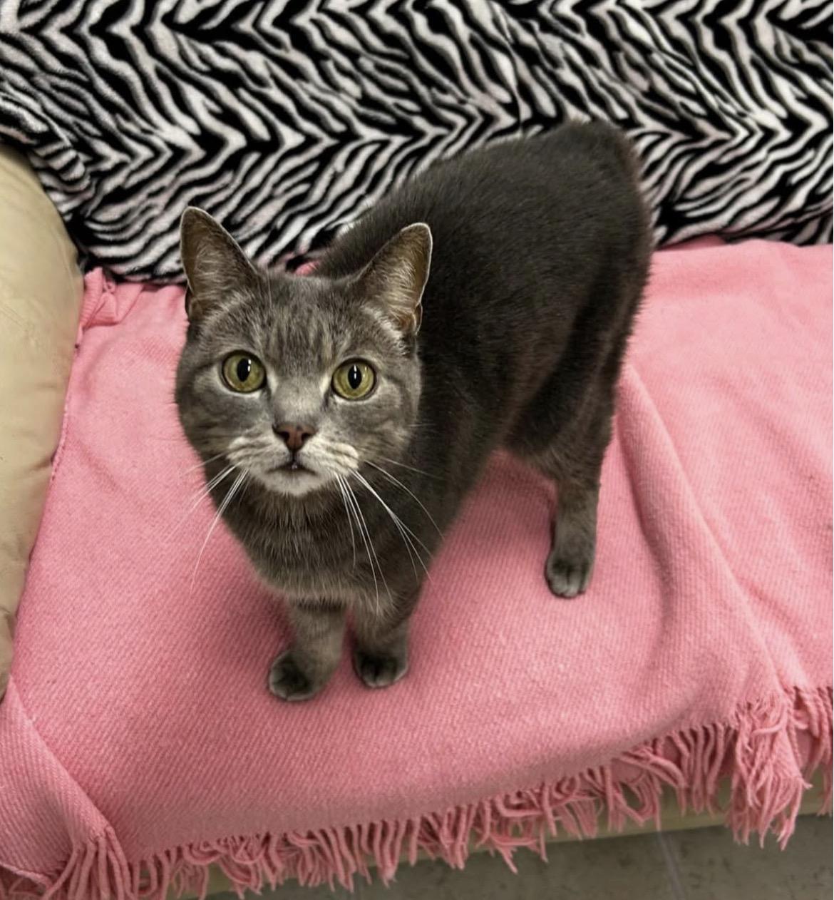 Enlarge Lovebird, a Adoptable Manx in Maple Ridge, BC image 1/5