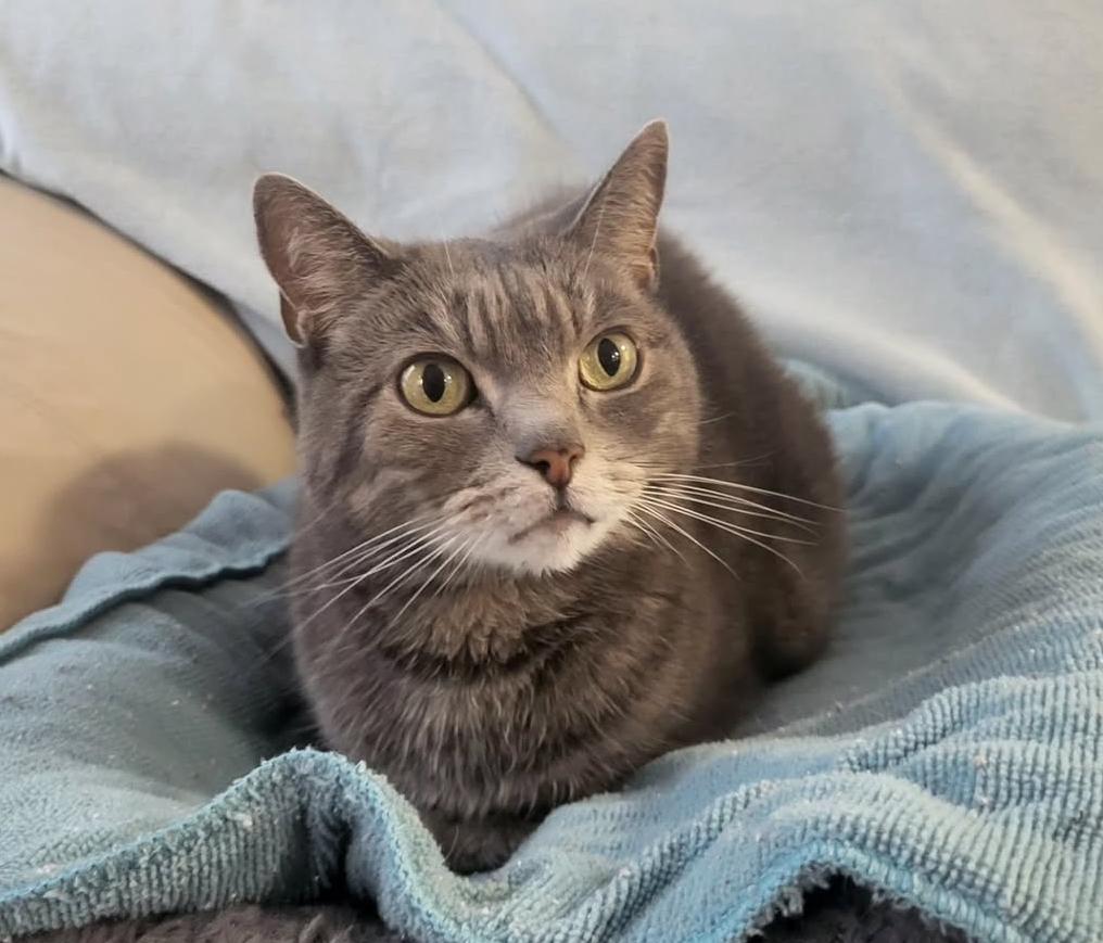 Lovebird, Adoptable, Senior Female Manx.