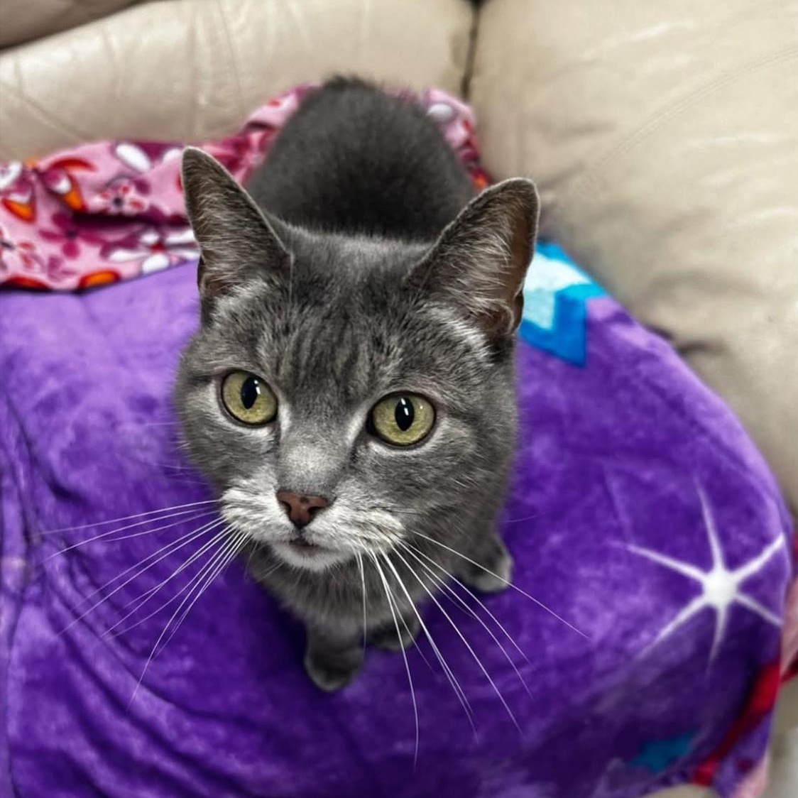 Lovebird, Adoptable, Senior Female Manx.