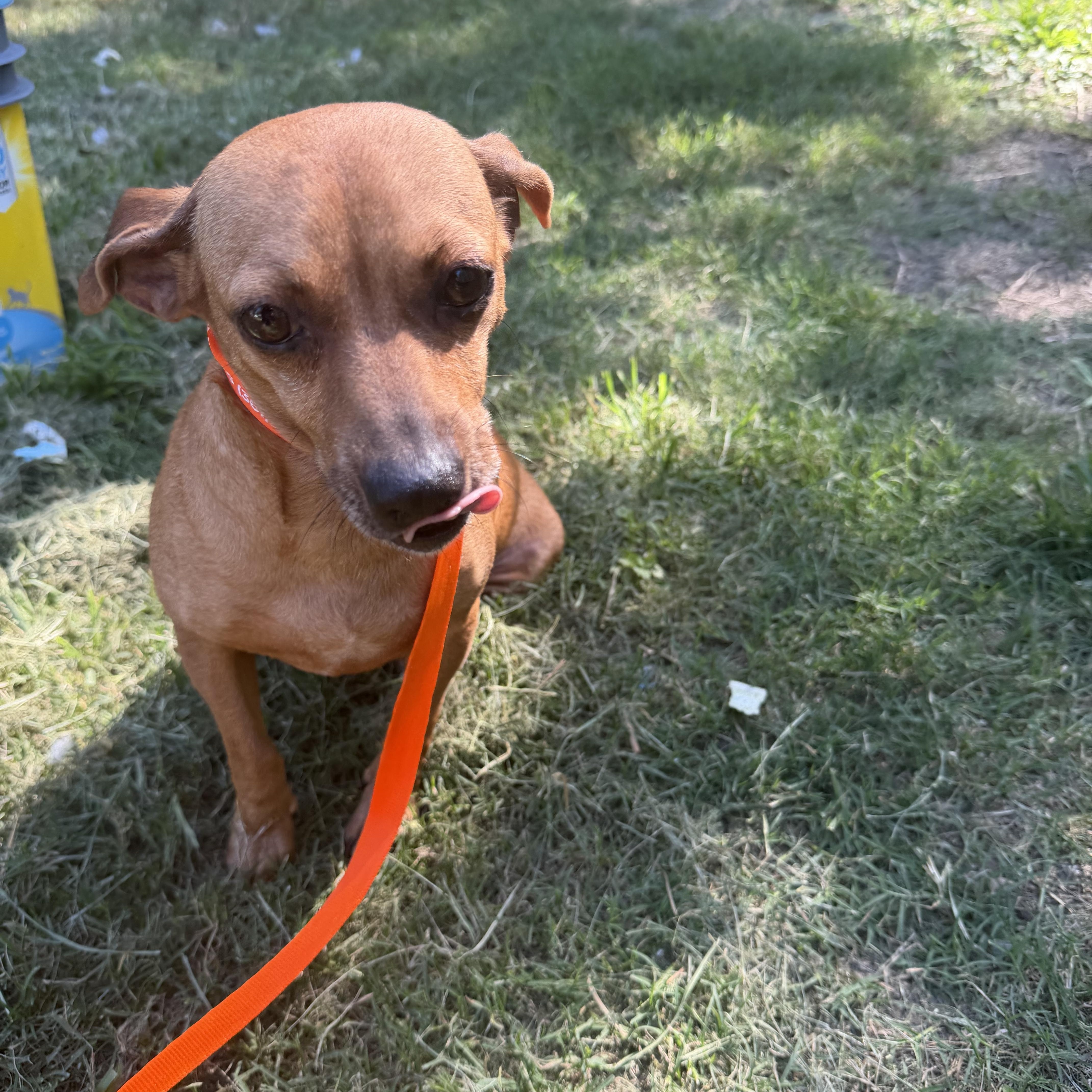 Enlarge Chanti - Local Aug 21-23, a ADOPTABLE mixed breed in Westerly, RI image 1/3