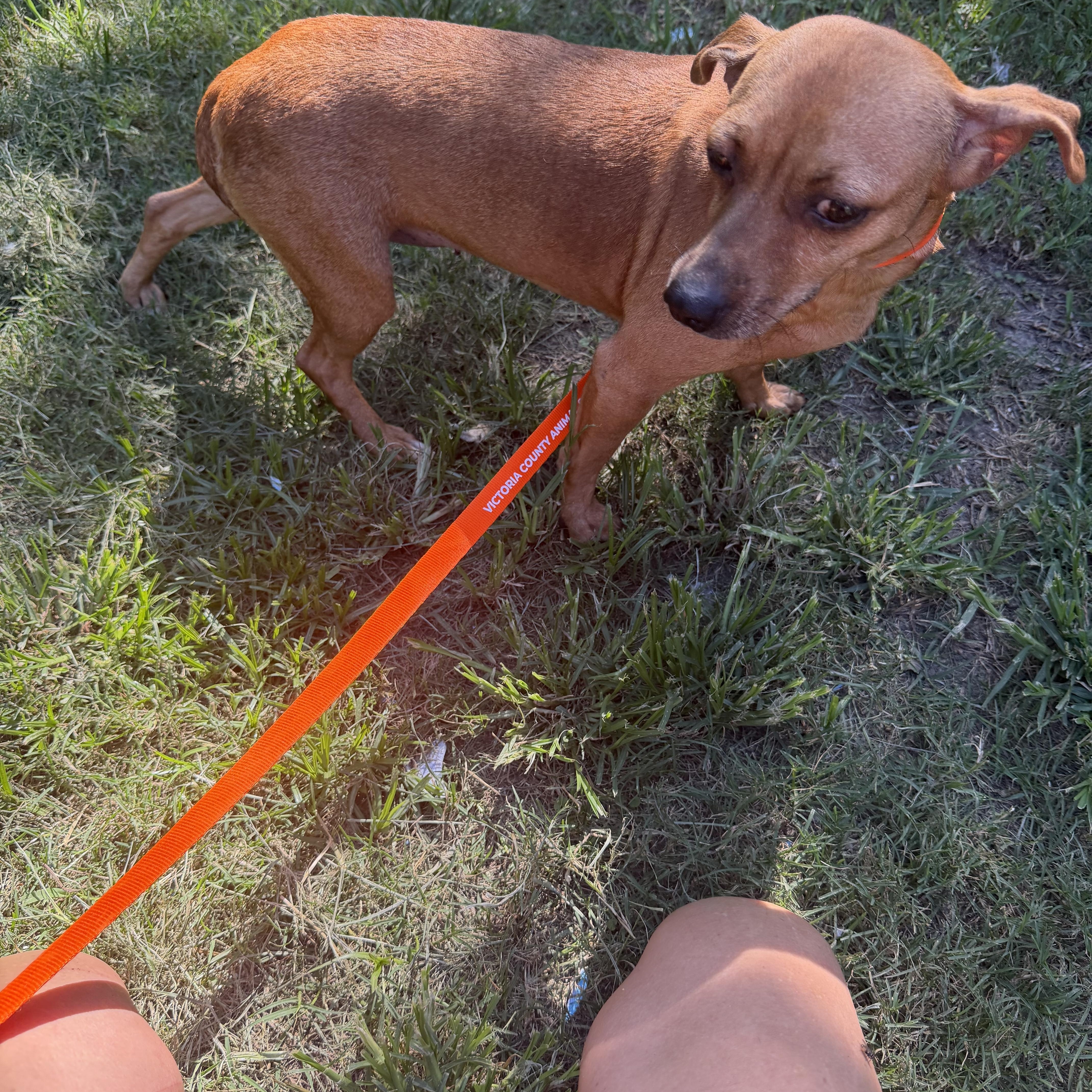 Enlarge Chanti - Local Aug 21-23, a ADOPTABLE mixed breed in Westerly, RI image 2/3