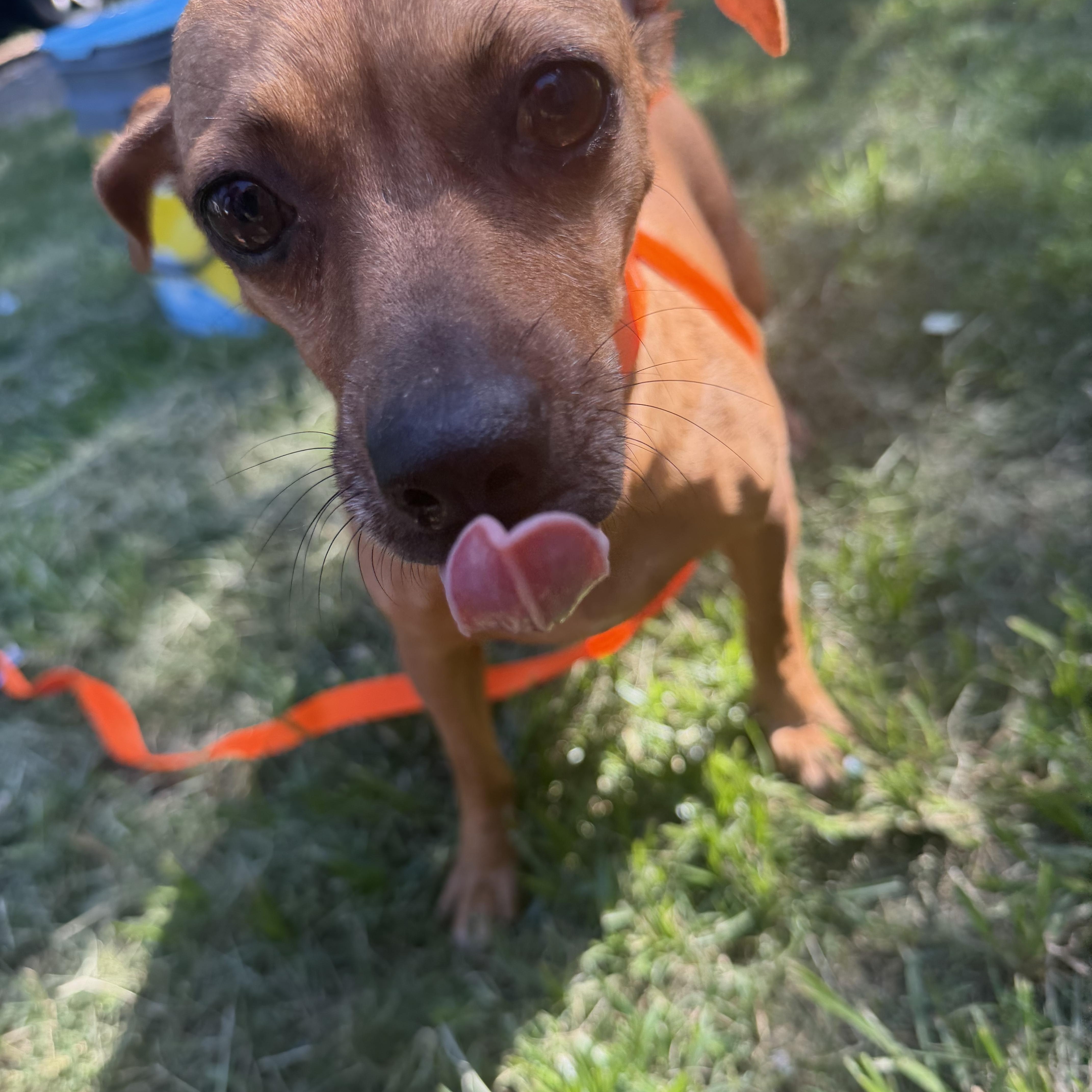 Enlarge Chanti - Local Aug 21-23, a ADOPTABLE mixed breed in Westerly, RI image 3/3