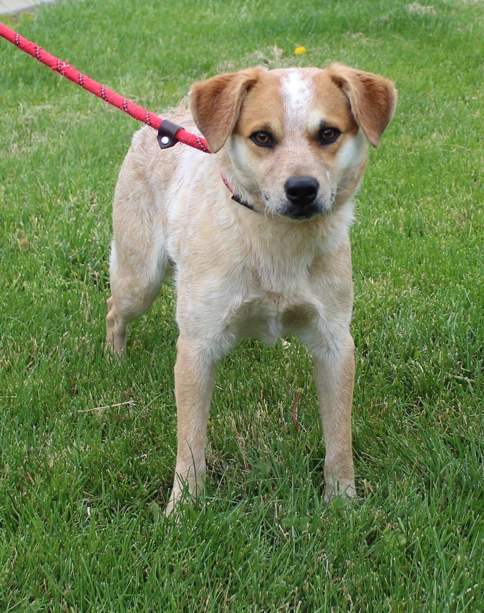 James (11878), adopted, Adult Male Australian Cattle Dog / Blue Heeler.
