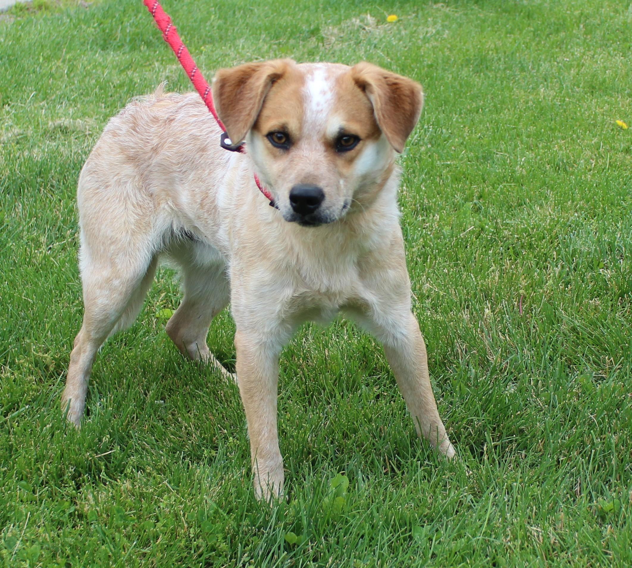 James (11878), an adopted mixed breed in Heath, OH image 2/2