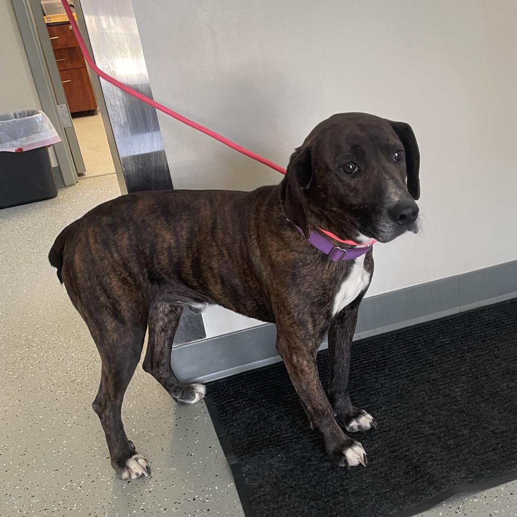 Enlarge Brav, a Adoptable mixed breed in Galax, VA image 1/3