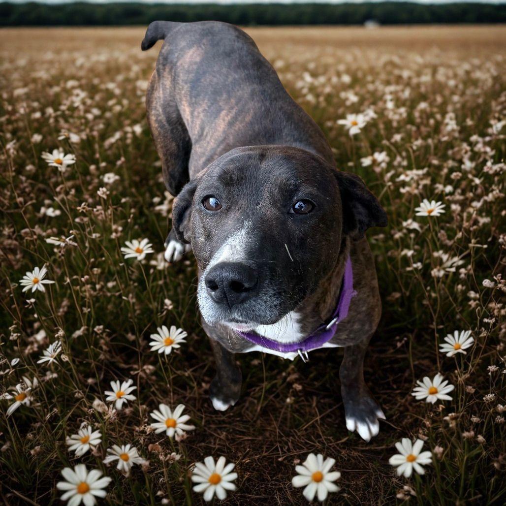 Enlarge Brav, a Adoptable mixed breed in Galax, VA image 2/3