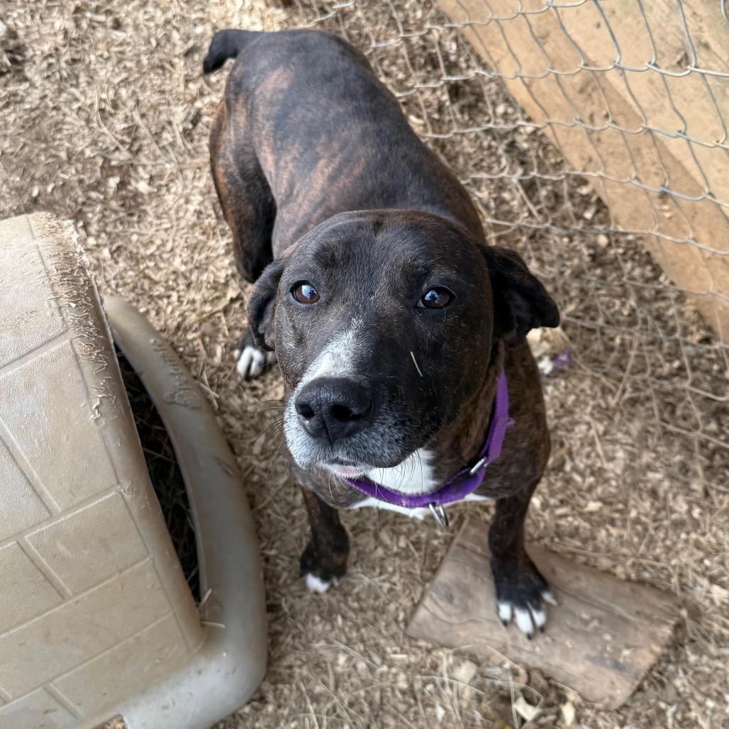 Enlarge Brav, a Adoptable mixed breed in Galax, VA image 3/3