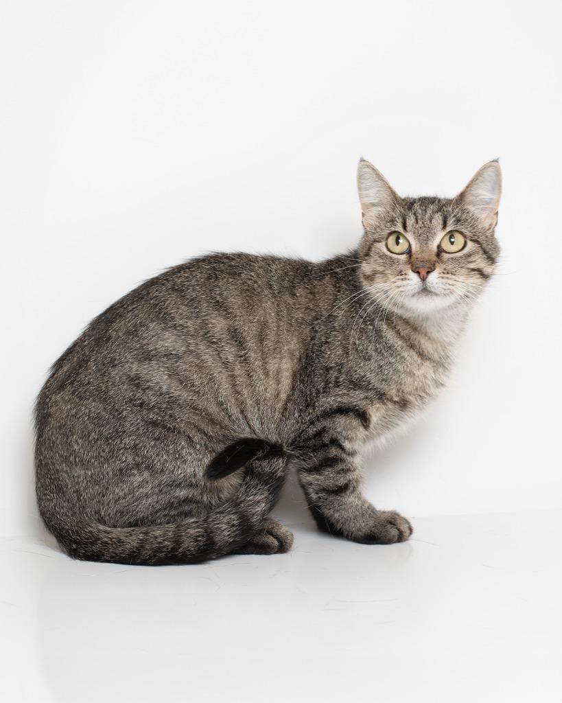 Belle, Adoptable, Young Female Domestic Short Hair.