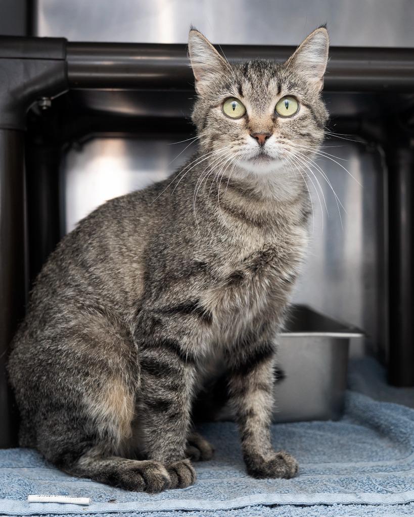 Enlarge Belle, a Adoptable mixed breed in Boone, IA image 3/3