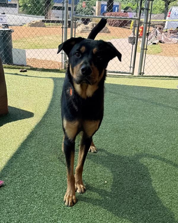 Roxy, Adoptable, Young Female German Shepherd Dog & Rottweiler.
