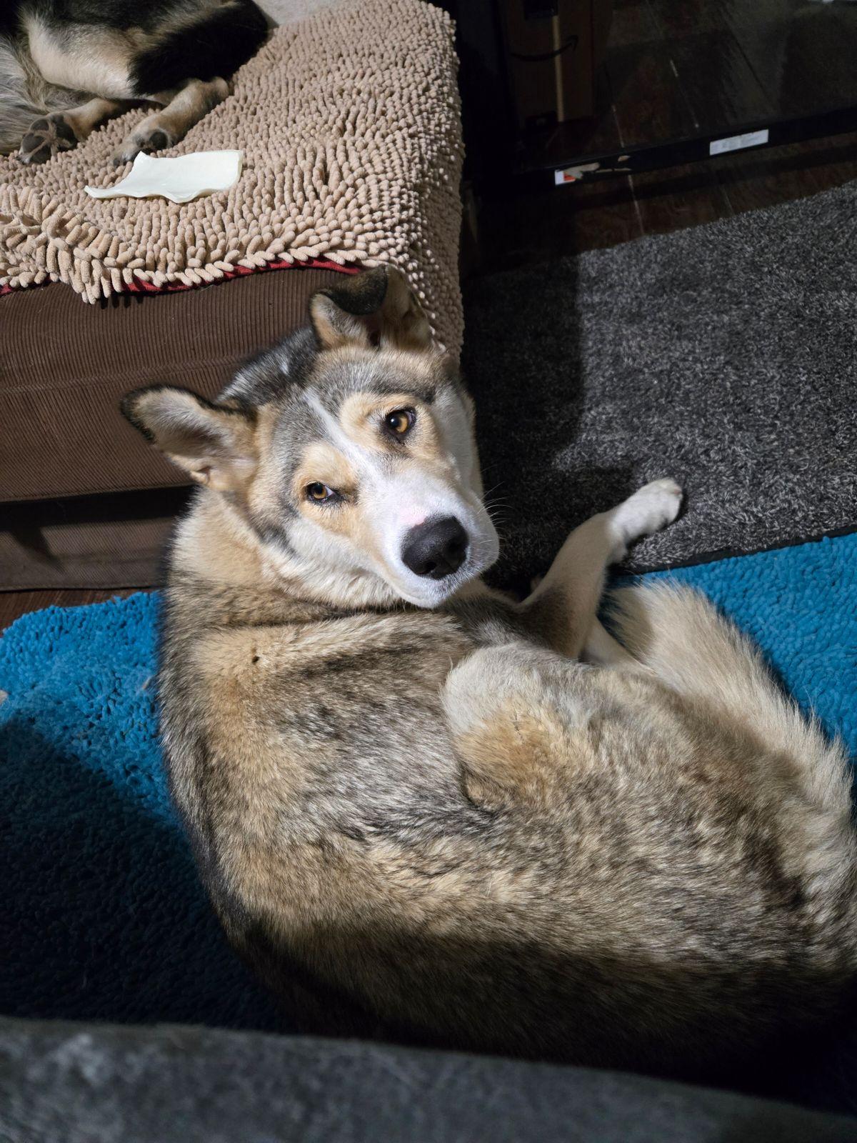 Ivy, an adoptable Husky, Alaskan Malamute in West Richland, WA, 99353 | Photo Image 2