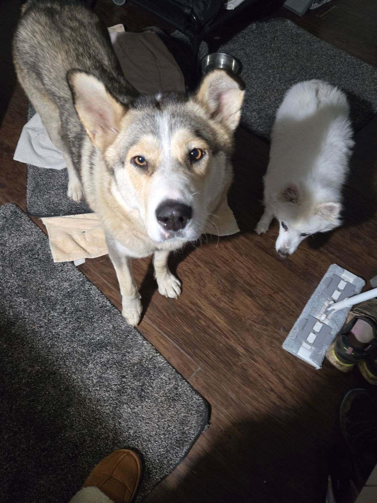 Ivy, an adoptable Husky, Alaskan Malamute in West Richland, WA, 99353 | Photo Image 3