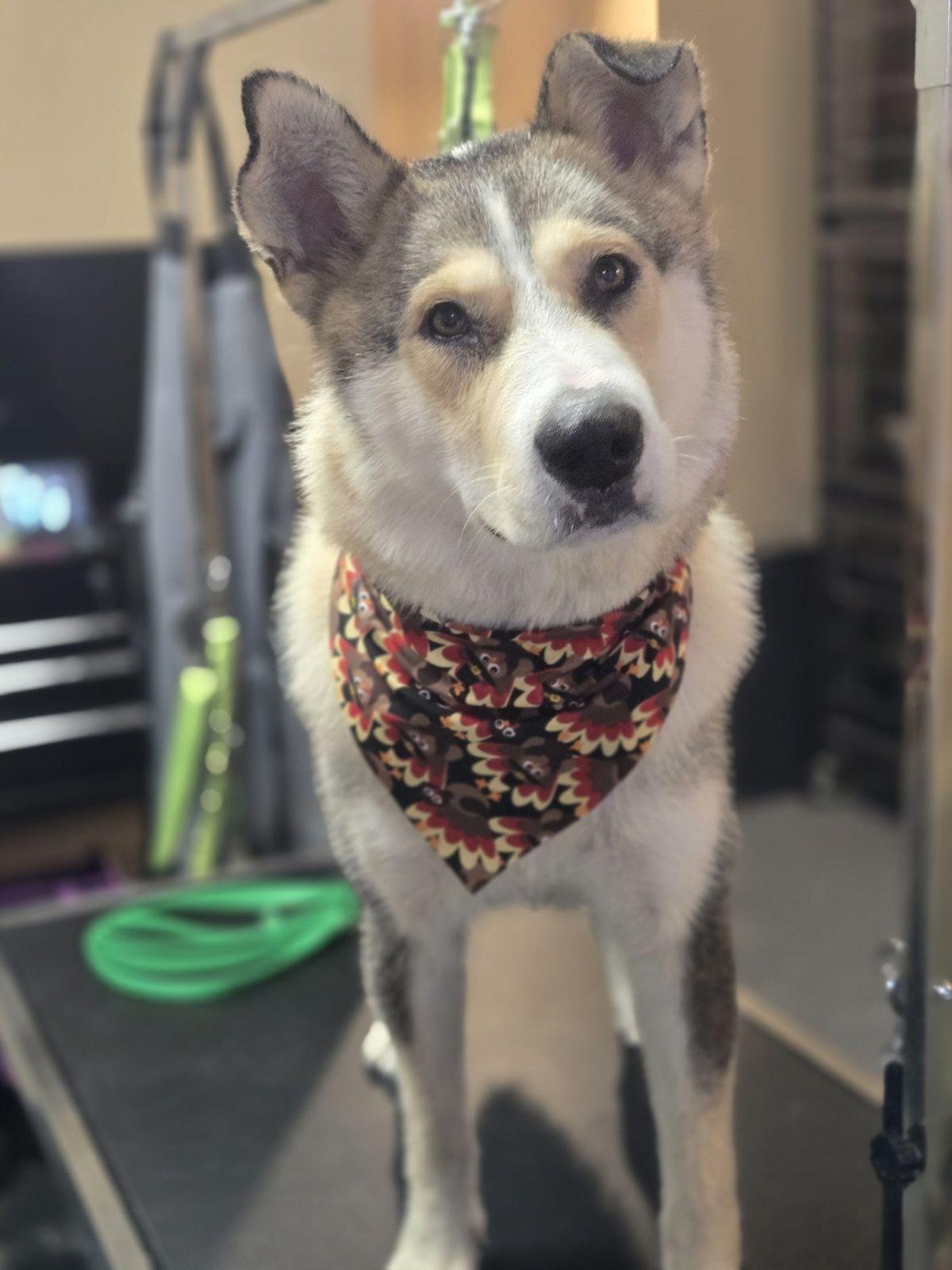 Ivy, an adoptable Husky, Alaskan Malamute in West Richland, WA, 99353 | Photo Image 1