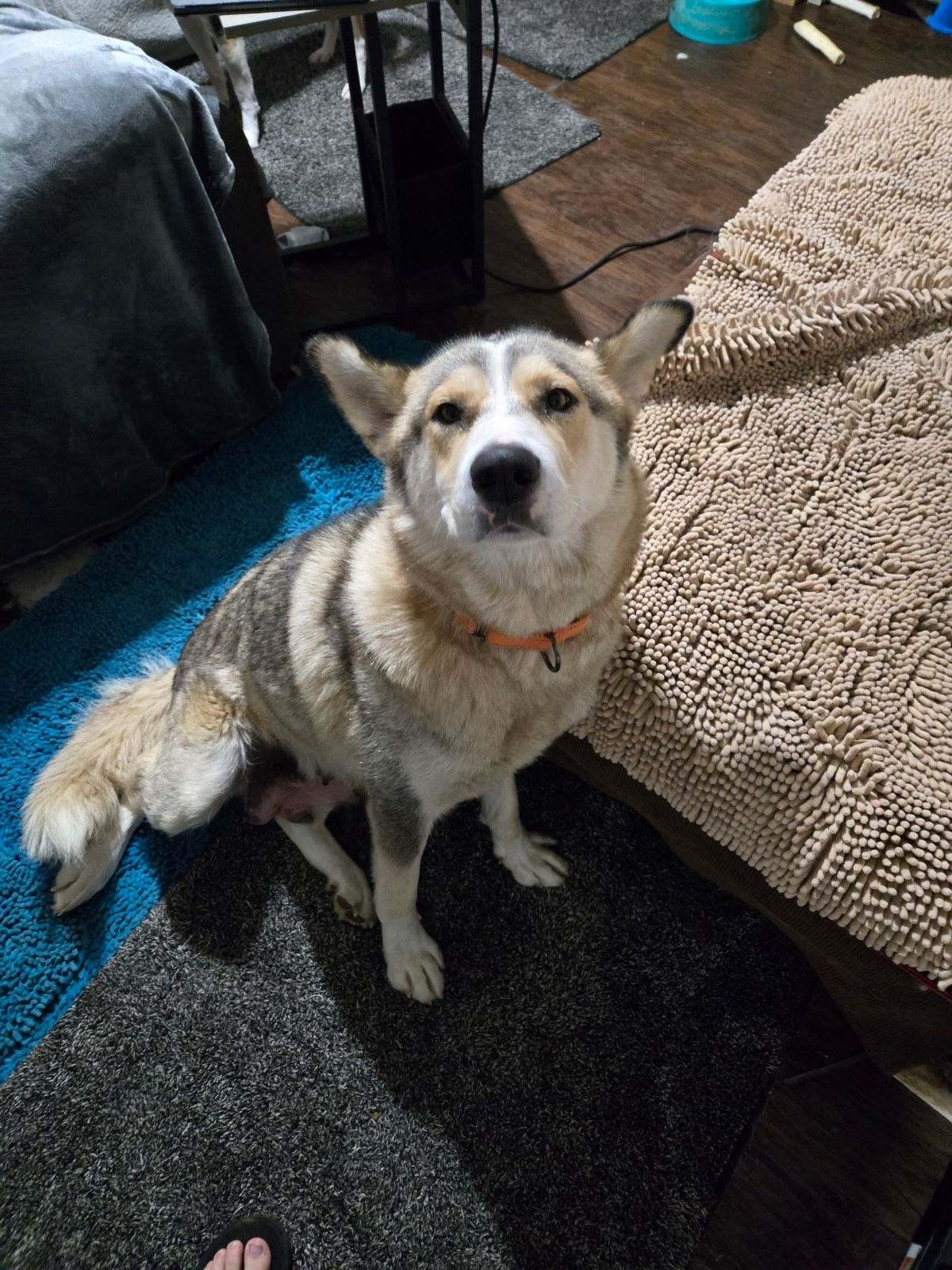 Ivy, an adoptable Husky, Alaskan Malamute in West Richland, WA, 99353 | Photo Image 4
