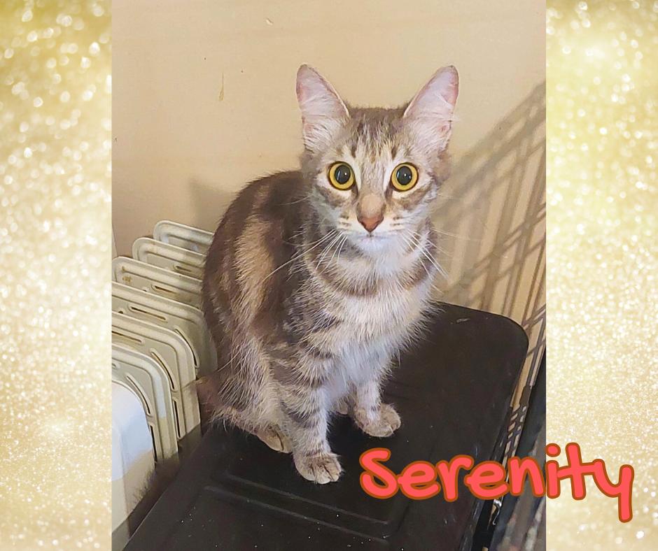 Enlarge Destiny, a Adopted Tabby in Orange City, FL image 1/1