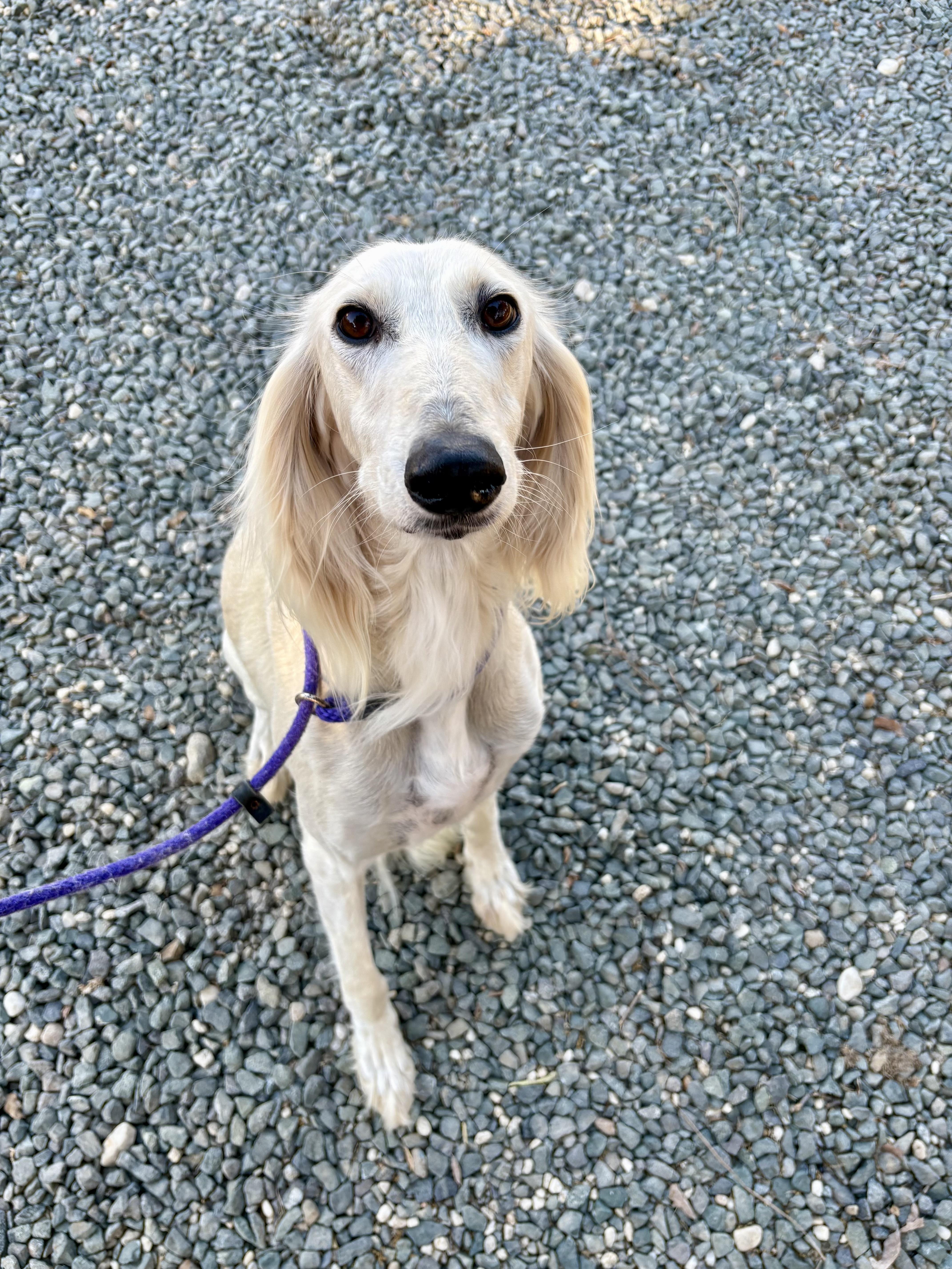 Enlarge Cirro, a Adopted Saluki in Campbell, CA image 1/1