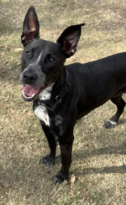 Feta — thumbnail 2