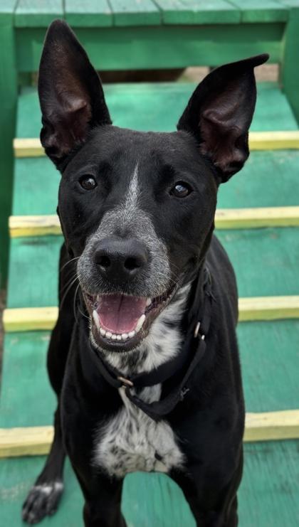 Feta — thumbnail 3