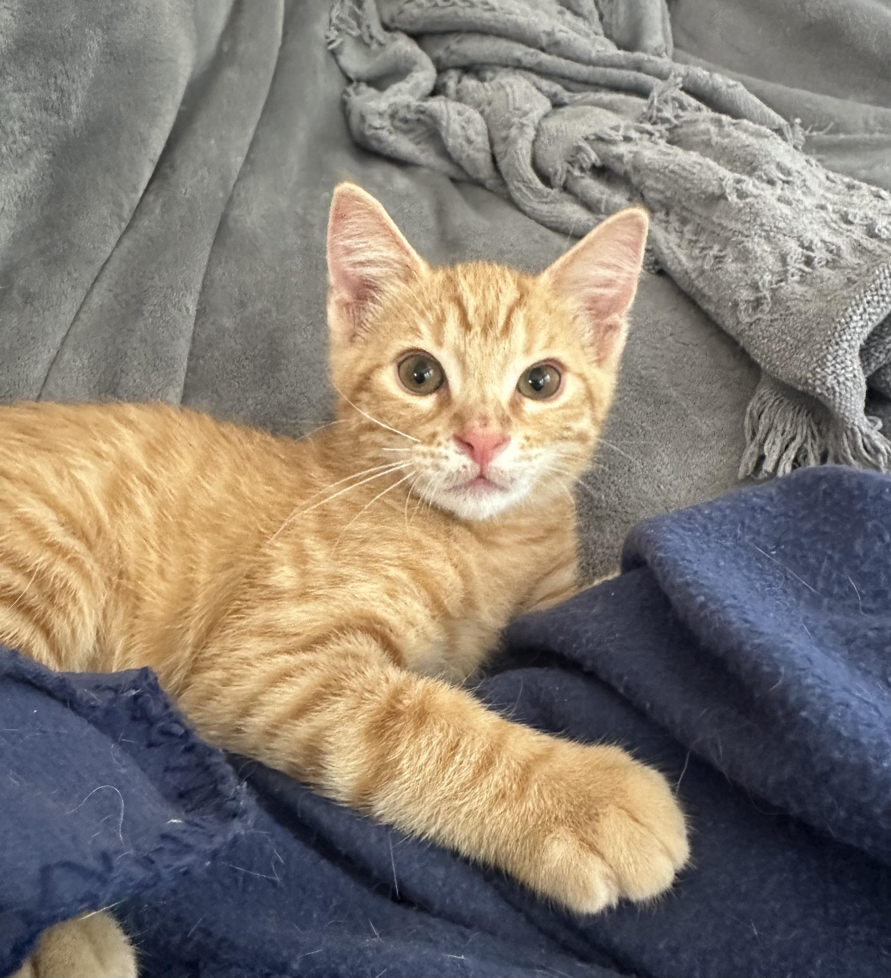 Enlarge Peanut, a Adoptable mixed breed in Carlsbad, CA image 1/6