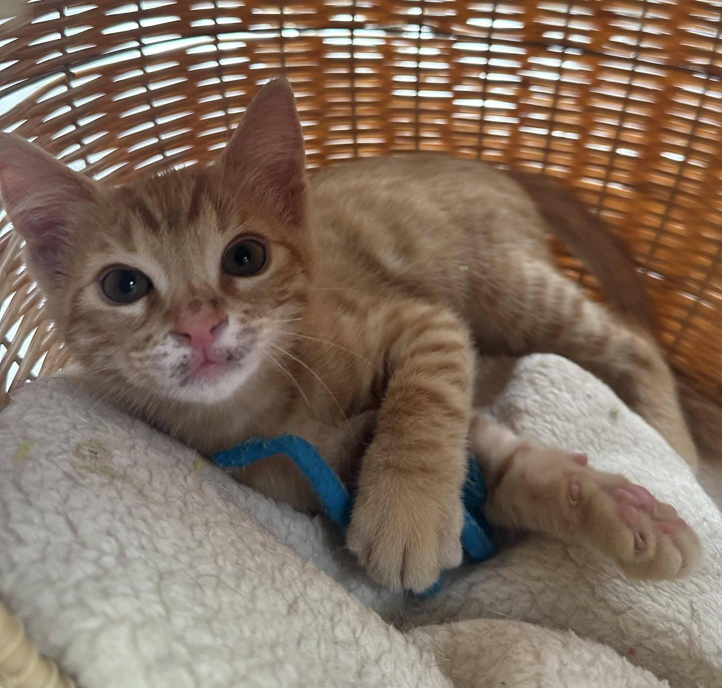 Enlarge Peanut, a Adoptable mixed breed in Carlsbad, CA image 2/6