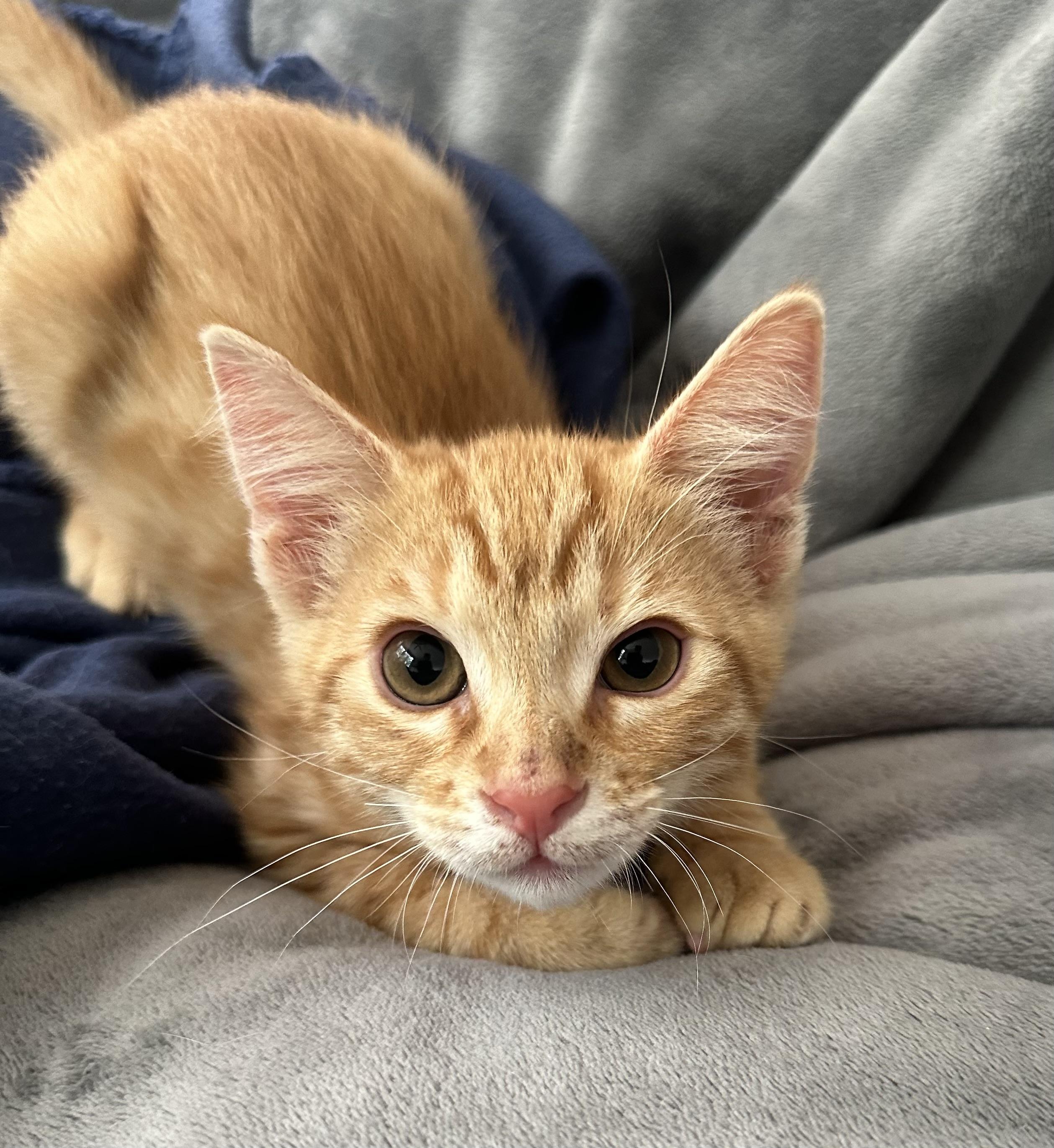 Enlarge Peanut, a Adoptable mixed breed in Carlsbad, CA image 3/6